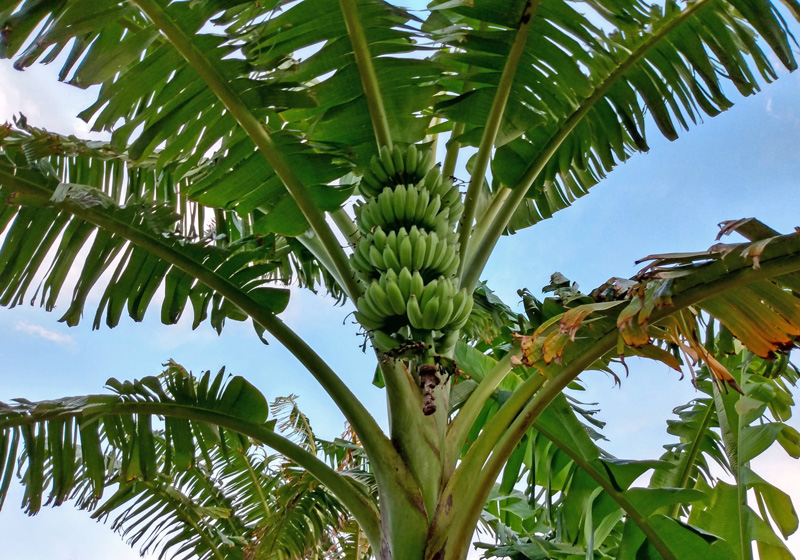 Growing Bananas or Plantains in Florida