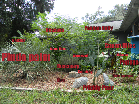 Low-Maintenance Landscape Plants for South Florida: Look for Edibles First!