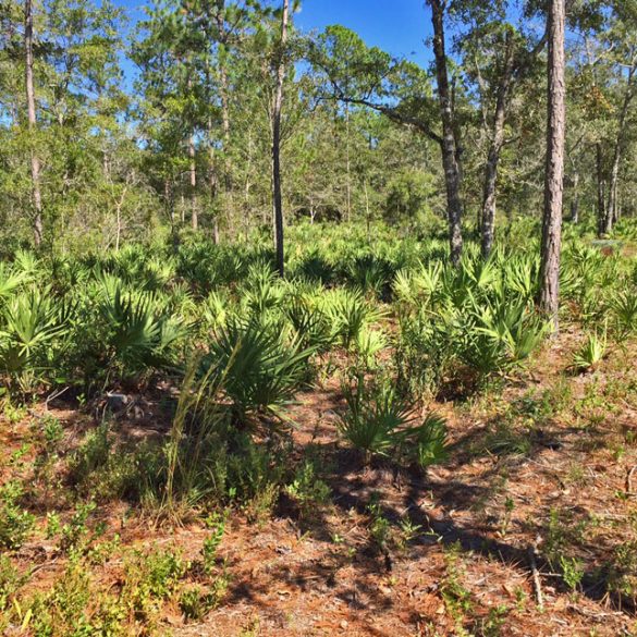 Carving Out a Florida Food Forest From the Palmettos: Possible?